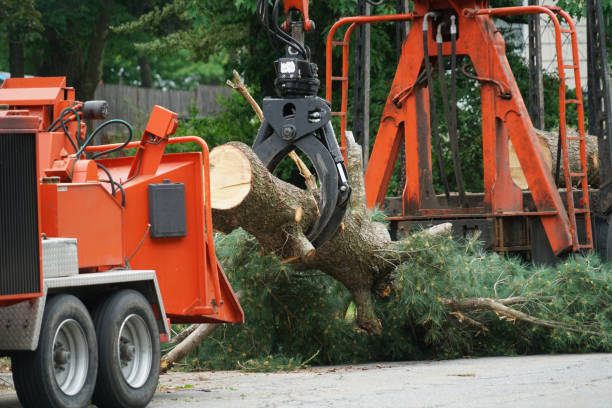 How Our Tree Care Process Works  in  Norton, VA